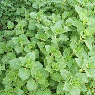 1kg hung chanh.tan lá dày