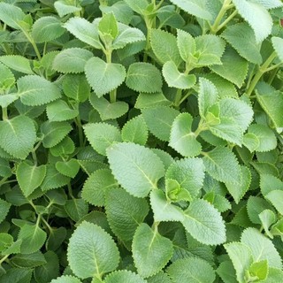 1kg hung chanh.tan lá dày