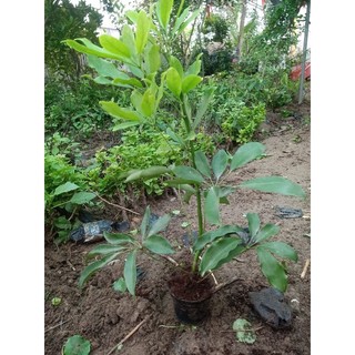 Bầu cây ngũ gia bì cao 40-50cm(Cây bầu rễ ổn định bao sống 0 khô)