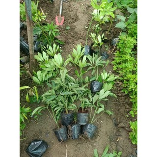 Bầu cây ngũ gia bì cao 40-50cm(Cây bầu rễ ổn định bao sống 0 khô)