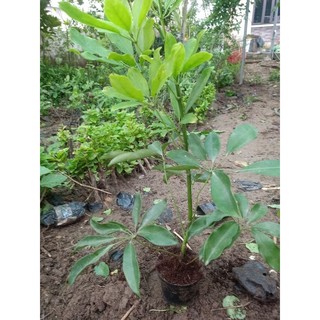 Bầu cây ngũ gia bì cao 40-50cm(Cây bầu rễ ổn định bao sống 0 khô)