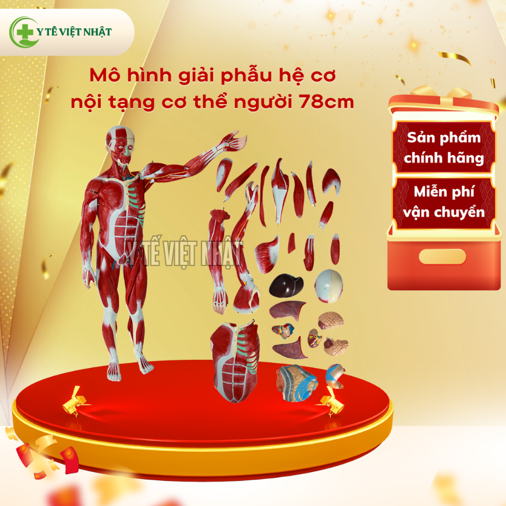 Mô hình giải phẫu hệ cơ và nội tạng cơ thể người 78cm, mô hình giải phẫu cơ, mô hình hệ cơ