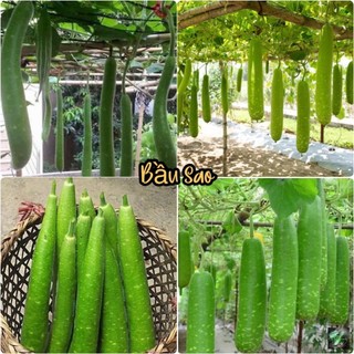 Hạt giống Bầu Sao Trái Dài Lai F1 RADO cao cấp dành cho gia đình, năng suất cao, trái ngon ngọt