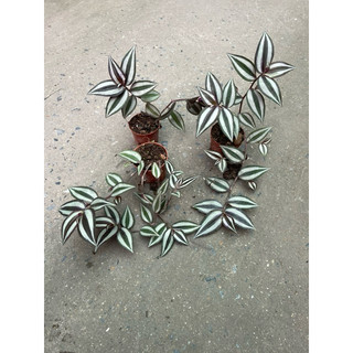 Bầu cây thài lài tía