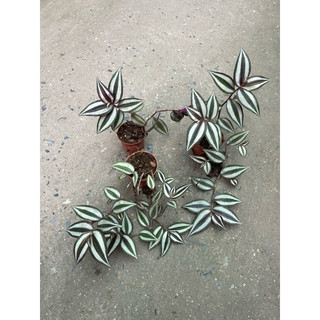 Bầu cây thài lài tía
