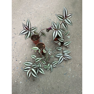 Bầu cây thài lài tía