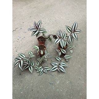 Bầu cây thài lài tía
