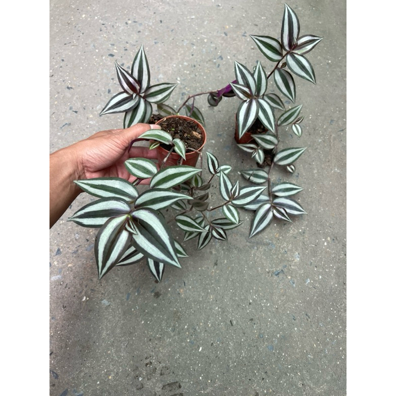 Bầu cây thài lài tía