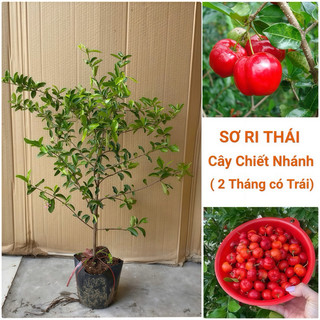  Sơ ri thái ngọt cao 1Mét chiết nhánh trồng 1 tháng có trái 