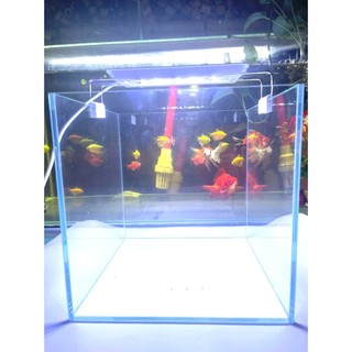 bể cá, hồ cá siêu trong cubic 20, 25, 30cm