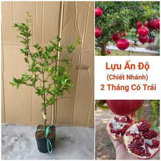  Cây lựu đỏ Ấn Độ Gốc Lớn   Sẵn Bông  1Mét1 trồng 2 tháng có trái,giống cây nhập khẩu  và dễ trái 