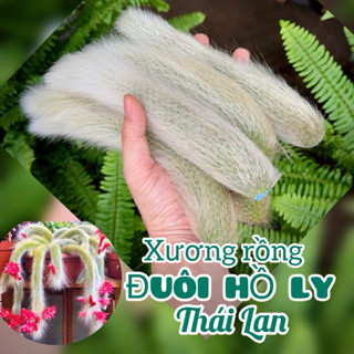  Xương Rồng  Hồ Ly Thái Lan Đã Bôi Thuốc Kích Rễ 