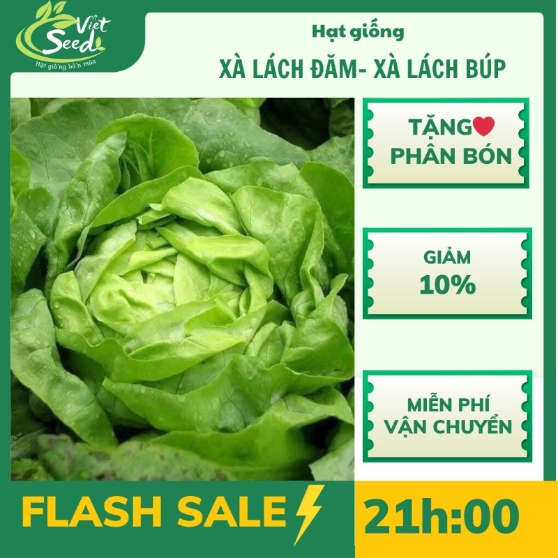 Hạt Giống Rau Xà Lách đăm- xà lách búp cuộn cây to