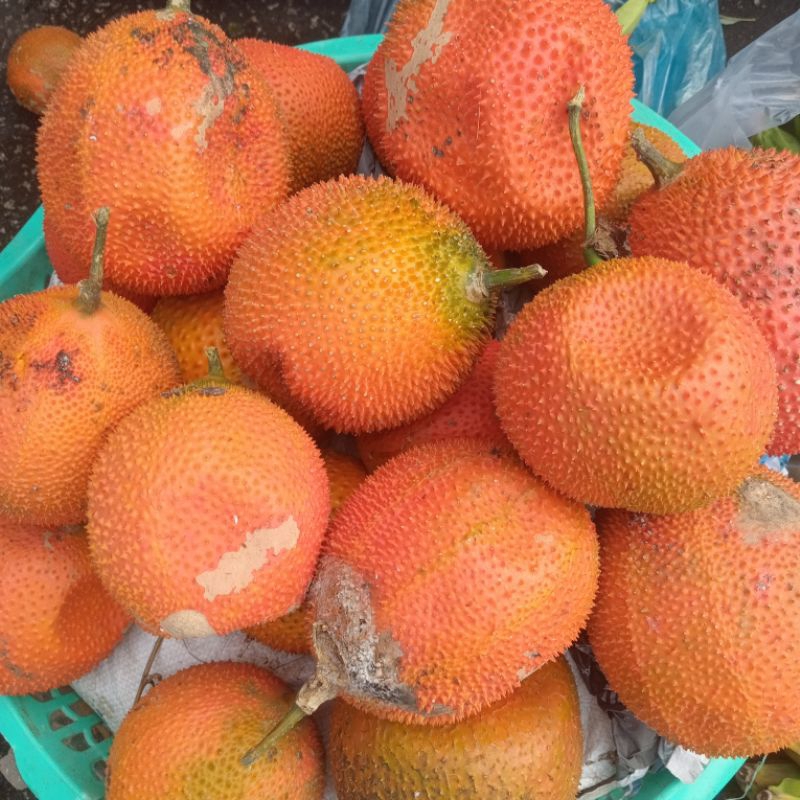 Trái Gấc Tươi 1kg gấc nếp  gấc đỏ Síp hỏa tốc 1h nhận hàng