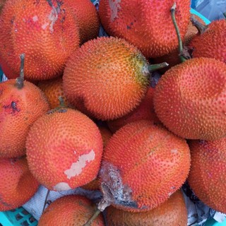 Trái Gấc Tươi 1kg [Thảo Dược Ngọc Ánh]