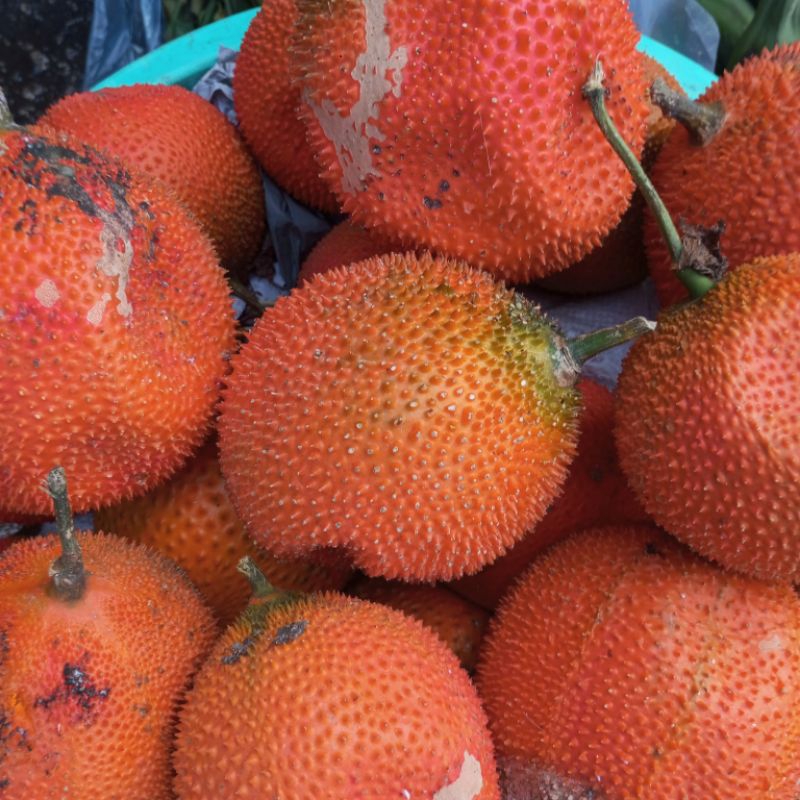 Trái Gấc Tươi 1kg [Thảo Dược Ngọc Ánh]