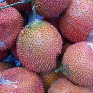 Trái Gấc Tươi 1kg [Thảo Dược Ngọc Ánh]