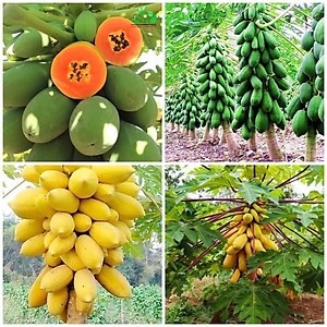 Hạt giống Đu Đủ Vỏ Vàng Vĩnh Thành RADO cao cấp gói 5 hạt, dễ trồng, trái ngon ngọt