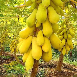 Hạt giống Đu Đủ Vỏ Vàng Vĩnh Thành RADO cao cấp gói 5 hạt, dễ trồng, trái ngon ngọt