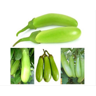 Hạt giống Cà Xanh Mỡ RADO cao cấp dành cho gia đình, năng suất cao, mau thu hoạch