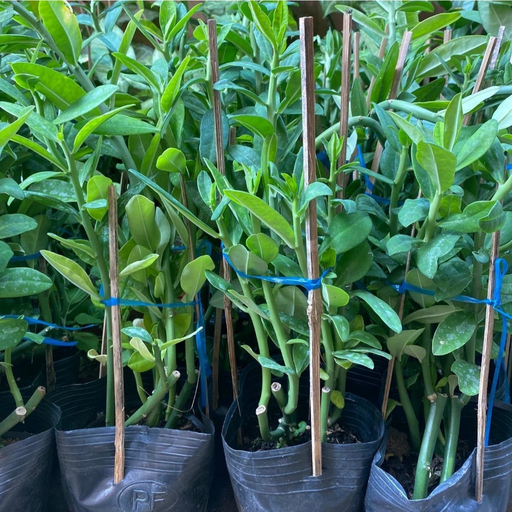 Cây Thạch Anh (nhiều cành trưởng thành dễ nhân giống)