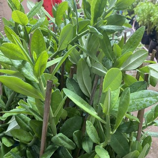 Cây Thạch Anh (nhiều cành trưởng thành dễ nhân giống)