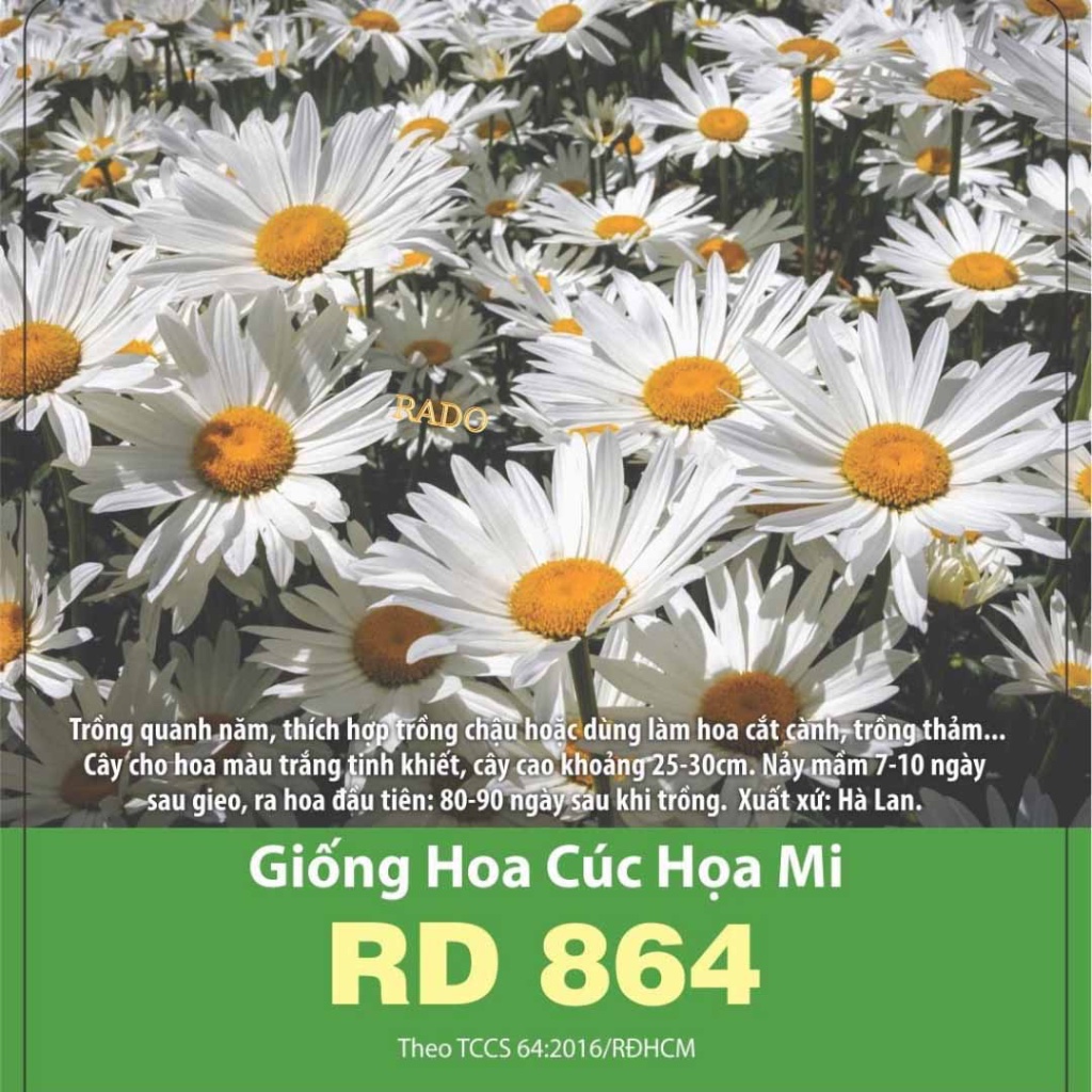 Hạt giống hoa Cúc Họa Mi RADO cao cấp dễ trồng