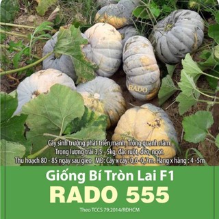 Hạt giống Bí Tròn Lai F1 RADO cao cấp, năng suất cao, trái ngon ngọt