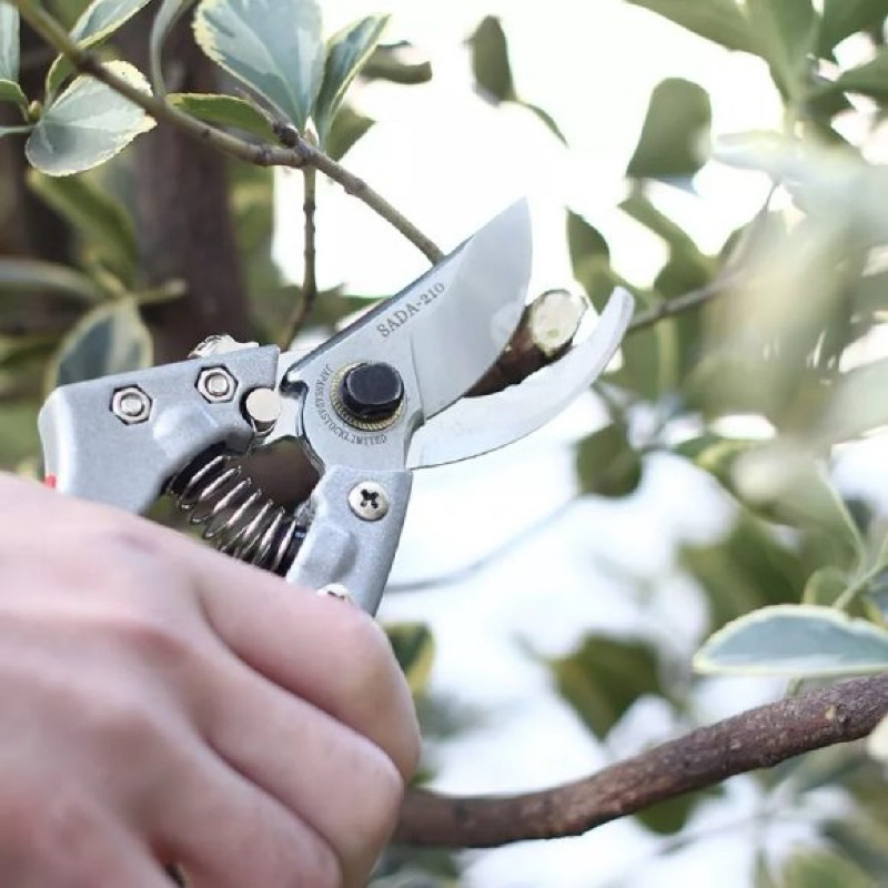 Kéo cắt tỉa cành SADA 210 - Chính hãng Nhật Bản [BC shop] (Shop BC) .. CCKX