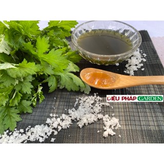 500gr Ngải cứu tươi tại Diệu Pháp Garden trồng thuận tự nhiên 100%