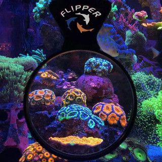 KÍNH LÚP CHO BỂ SAN HÔ MAXSPECT