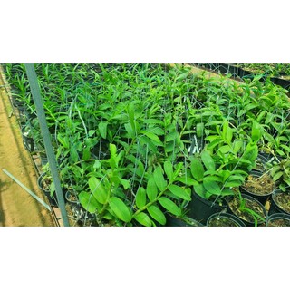 TRẦM RỒNG ĐỎ GIỐNG