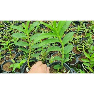 TRẦM RỒNG ĐỎ GIỐNG
