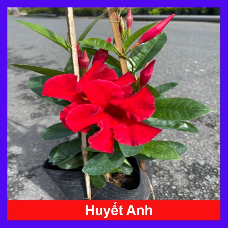 Cây Huyết Anh (cây leo Huỳnh Anh) Hoa nở đẹp
