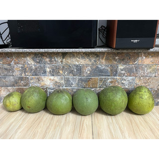combo 5 trái bưởi đường cam
