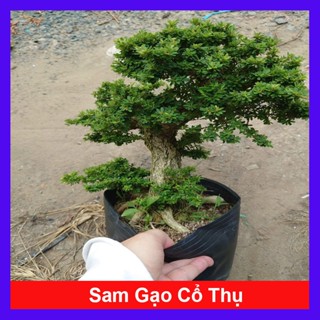 Cây Linh Sam Bonsai - cây cổ thụ gốc to 4 năm tuổi - chậu cây cảnh bonsai để bàn