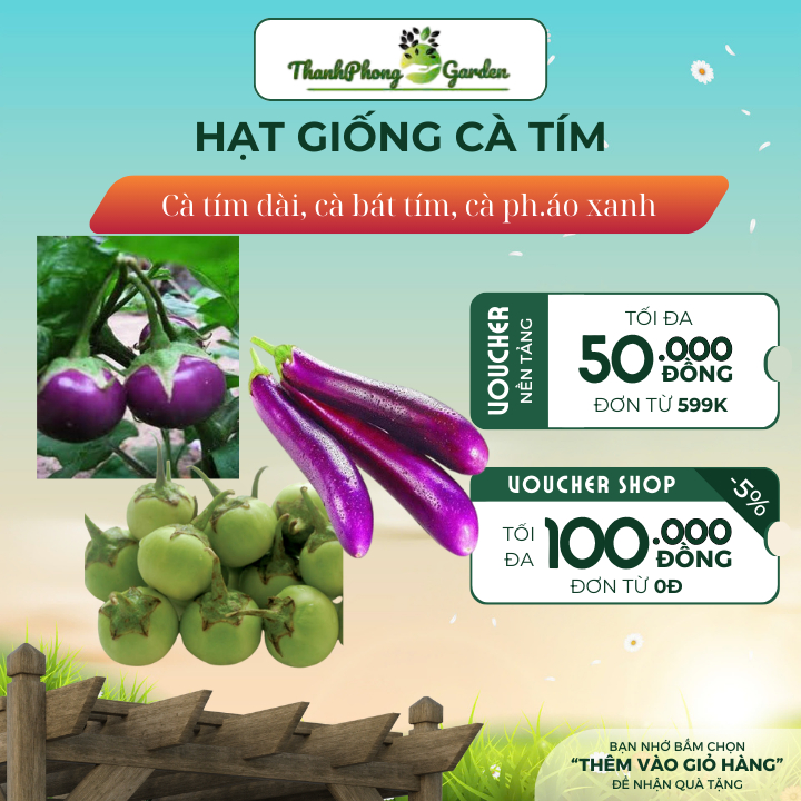 Hạt giống cà ph. áo xanh, cà bát tím, cà tím trái dài
