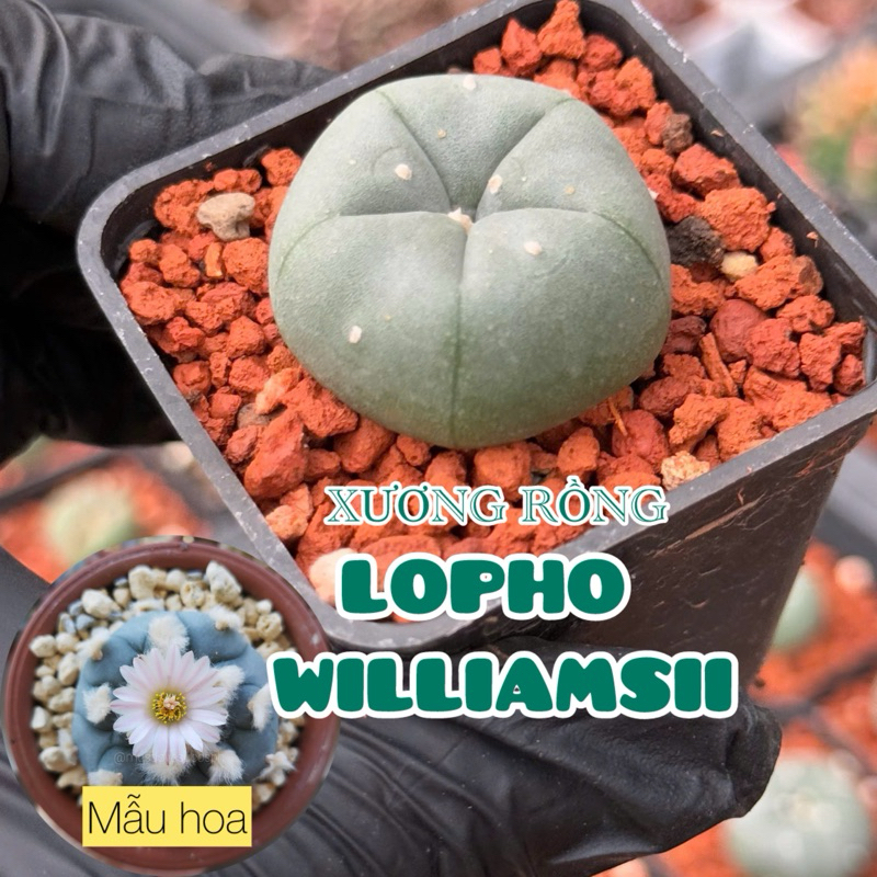 1 Cây xương rồng LOPHO WILLIAMSII Gieo Hạt Thái Lan Size 2,5-2,7cm