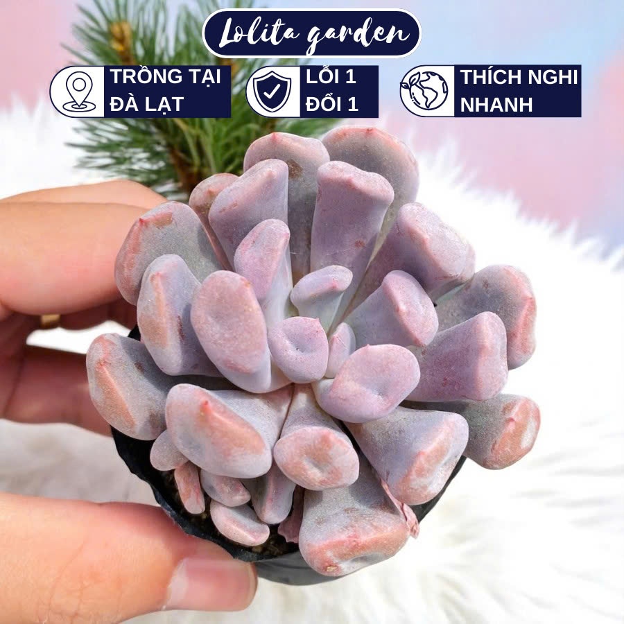 Sen đá cúc hột Đà Lạt size bé cây cảnh trang trí nhà cửa Lolita garden