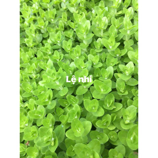 HÀ NỘi Cây thủy sinh ( 25 cây Lệ Nhi ) Cây cắt cắm dễ trồng, không cần CO2 - cây lá cạn