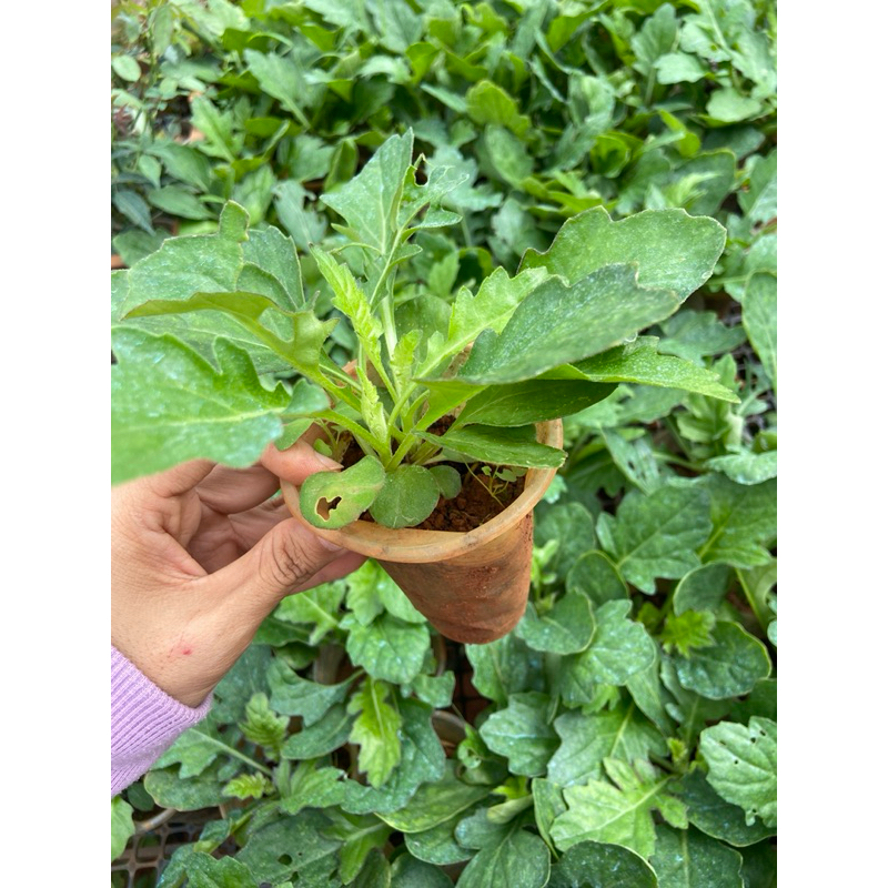 Combo 2Cây giống xuyên khung nam (sâm cóc)