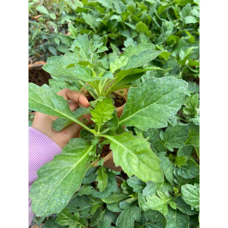 Combo 10 cây giống xuyên khung nam (sâm cóc)