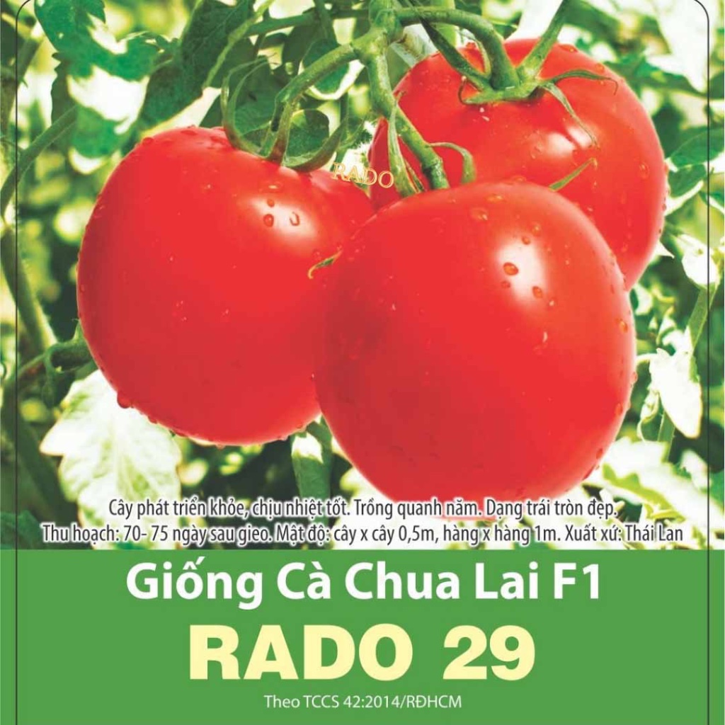 Hạt giống Cà Chua Lai RADO cao cấp, trái bóng to, năng suất cao