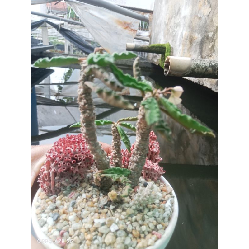 Xương rồng Euphorbia Dừa Biển