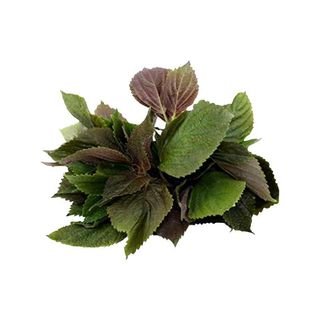 Hạt Giống Rau Tía Tô Dễ Trồng, Nhanh Thu Hoạch, Thu Hoạch Liên Tục Kéo Dài