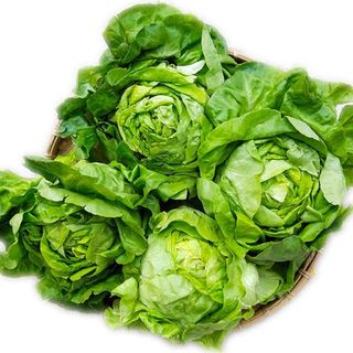 Hạt Giống Xà Lách Búp (Xà Lách Đăm)