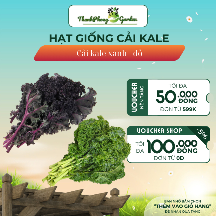 Hạt giống cải Kale xanh, cải kale đỏ, cải kale khủng long