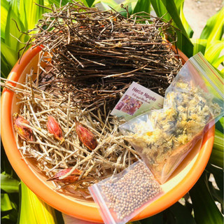 🌼Sâm bông cúc rễ tranh. 7 vị. 🍃1 phần nấu 7-10L🌼