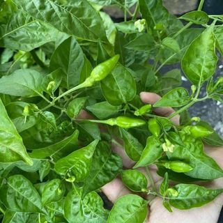 Hạt Giống Ớt Xiêm Cay Thơm Dễ Trồng