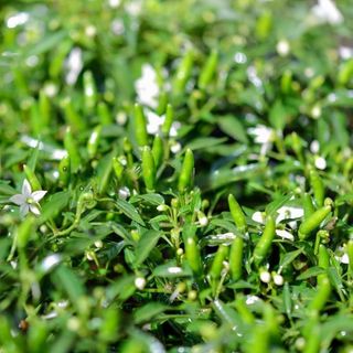 Hạt Giống Ớt Xiêm Cay Thơm Dễ Trồng